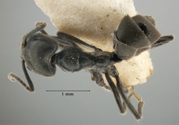 Media type: image;   Entomology 21265 Aspect: habitus dorsal view